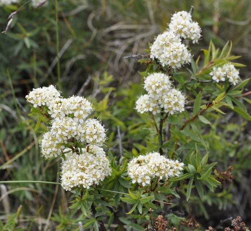 Spiraea alpina