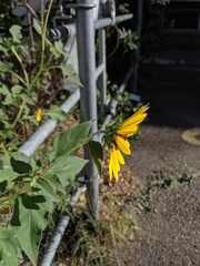 Helianthus annuus