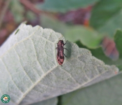 Agrilinae