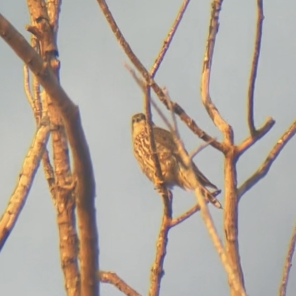 Merlin from SW 132nd Ave, Davie, FL, US on December 22, 2024 at 11:44 ...