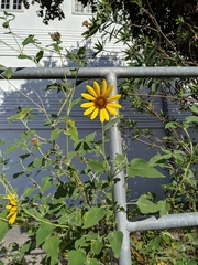 Helianthus annuus