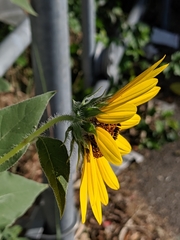 Helianthus annuus