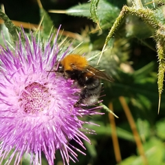 Bombus hypnorum