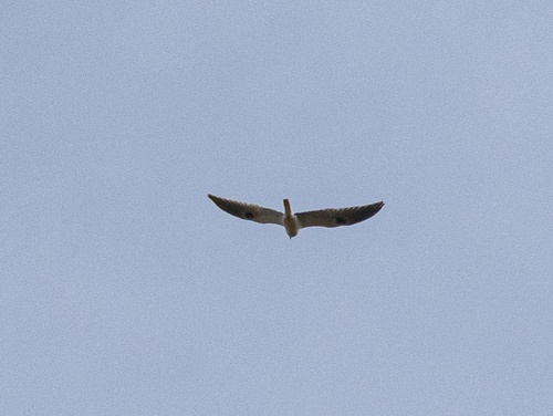 iNaturalist observation photo of White-tailed Kite