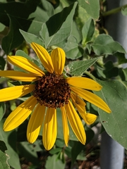 Helianthus annuus