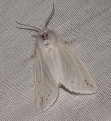 Spilosoma dubia