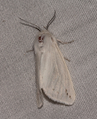 Spilosoma dubia