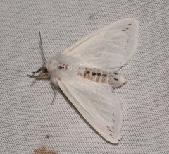 Spilosoma dubia