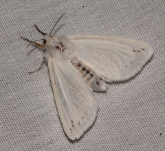 Spilosoma dubia