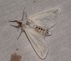 Spilosoma dubia