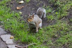 Sciurus carolinensis