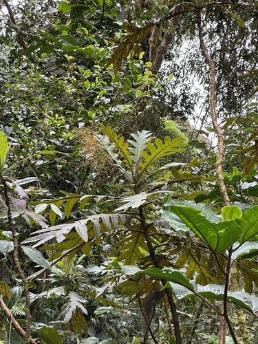 Image of Bocconia frutescens by (c) Matt Berger, some rights reserved (CC BY)