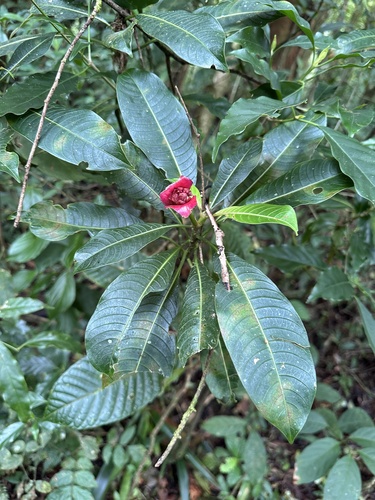 Image of Palicourea elata by (c) Matt Berger, some rights reserved (CC BY)