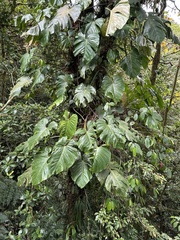 Philodendron schottianum