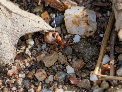 iNaturalist observation photo of Formica moki