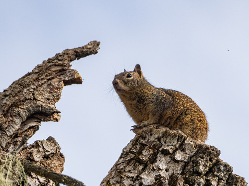 iNaturalist observation photo of California Ground Squirrel