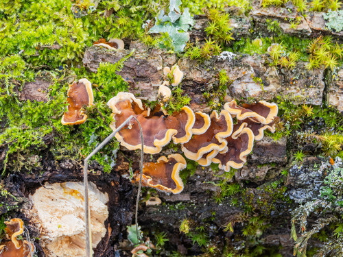 iNaturalist observation photo of Stereum