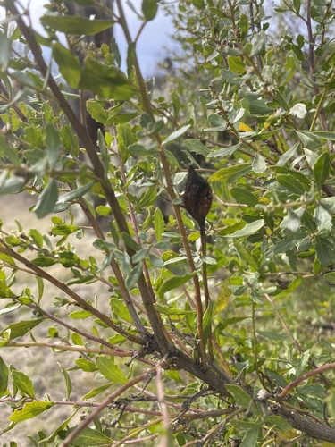 iNaturalist observation photo of Coyote Brush Stem Gall Moth