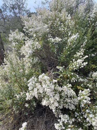 iNaturalist observation photo of coyote brush