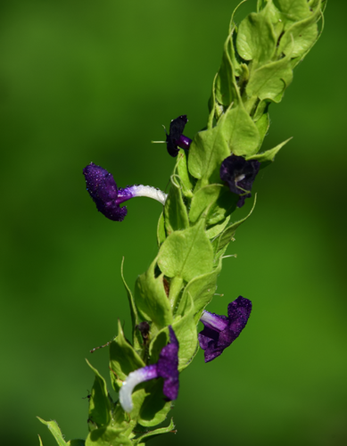 Stachytarpheta orubica, photograph 3