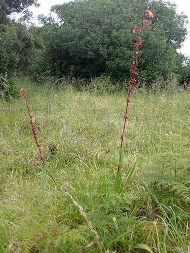 Image of Watsonia meriana by (c) Benjamin Lavin, some rights reserved (CC BY)