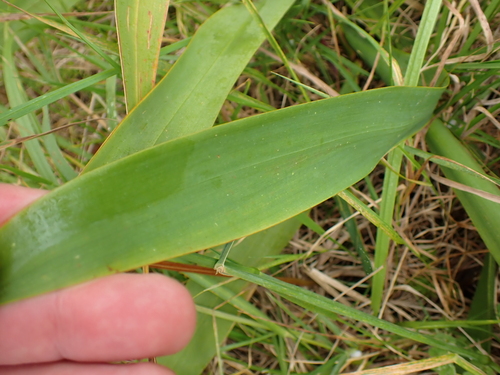 Image of Watsonia meriana by (c) Benjamin Lavin, some rights reserved (CC BY)