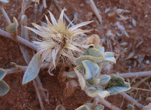 Silky Karmedik (Dicoma schinzii)