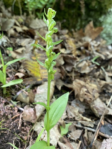 Dactylorhiza viridis iNat (3)