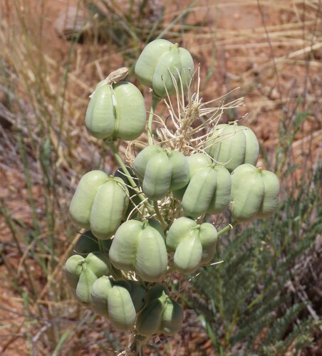 Image of Pseudogaltonia clavata by no rights reserved