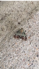 Epipaschia superatalis