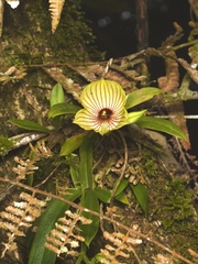 Telipogon pulcher, photograph (c) Daniel Mesa, some rights reserved (CC BY)