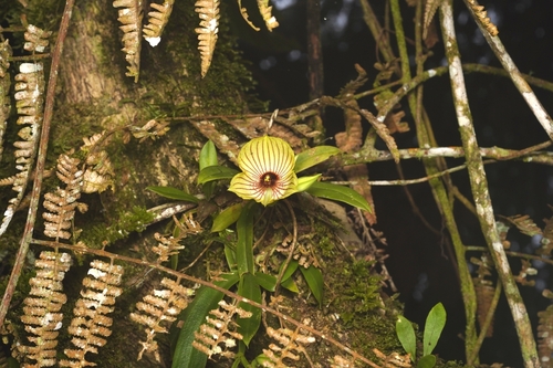 Telipogon pulcher, photograph 6