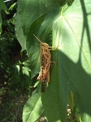 Schistocerca americana