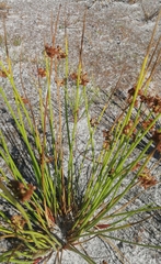 Juncus conglomeratus