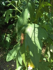 Schistocerca americana