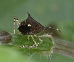 Proxys albopunctulatus