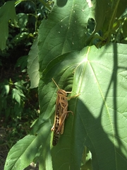 Schistocerca americana