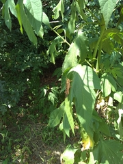 Schistocerca americana