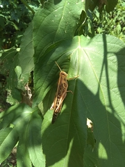 Schistocerca americana