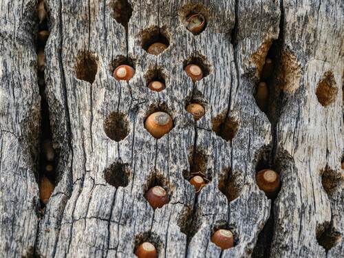 iNaturalist observation photo of Acorn Woodpecker