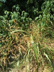 Sorghum halepense
