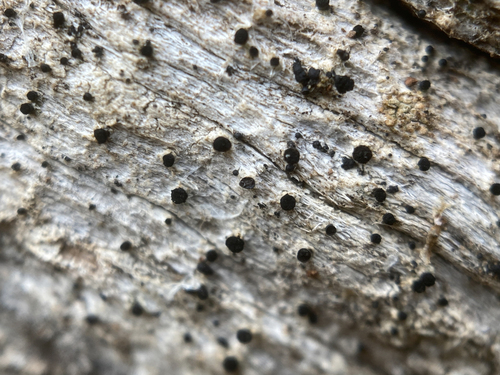 iNaturalist observation photo of Common Lichens