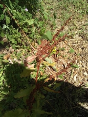 Rumex crispus