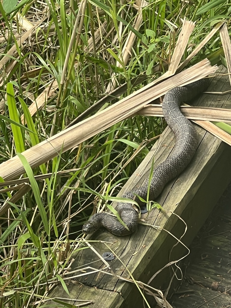 Common Watersnake