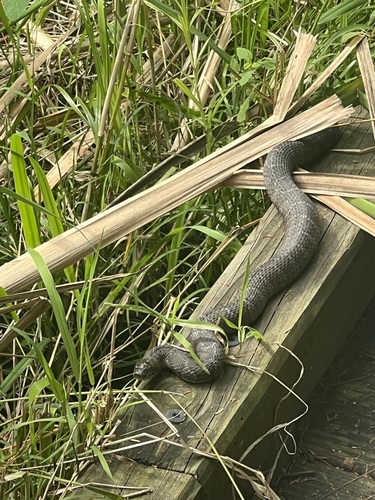 Common Watersnake