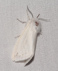 Spilosoma dubia