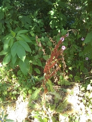 Rumex crispus
