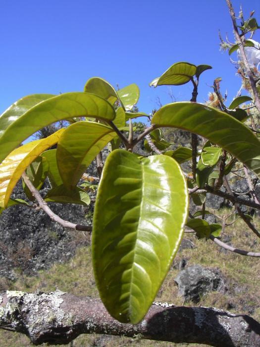 Melicope knudsenii