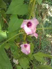 Ipomoea cordatotriloba