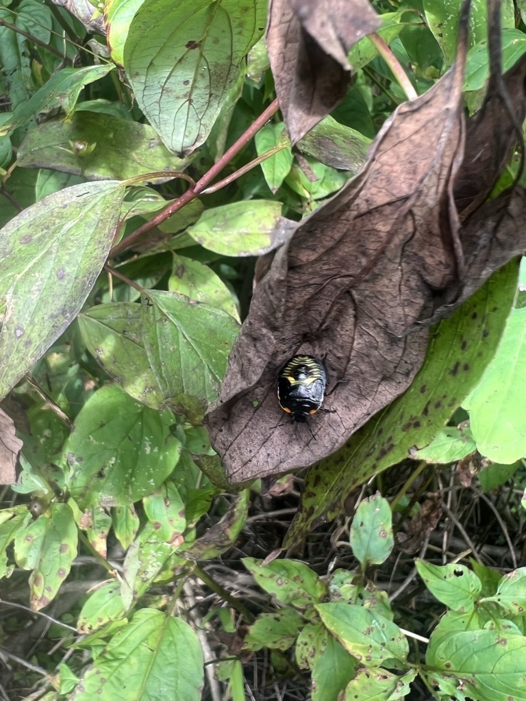 Green Stink Bug
